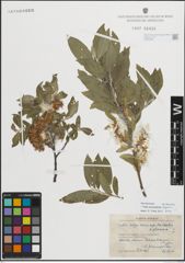 Foto von Salix myrsinifolia subsp. borealis (Fr.) Hyl. x Salix phylicifolia L.